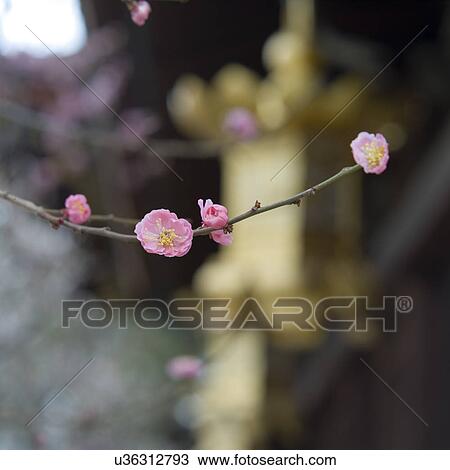 Stock Image - Plum tree. Fotosearch