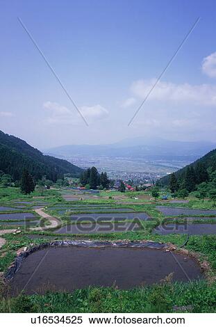 Rice field in Nagano Prefecture, Japan View Large Photo Image Stock Photography - Rice field in Nagano Prefecture, Japan. Fotosearch