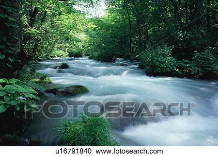 Stream at Oirase in Aomori Prefecture View Large Photo Image Stock Image - Stream at Oirase in Aomori Prefecture. Fotosearch