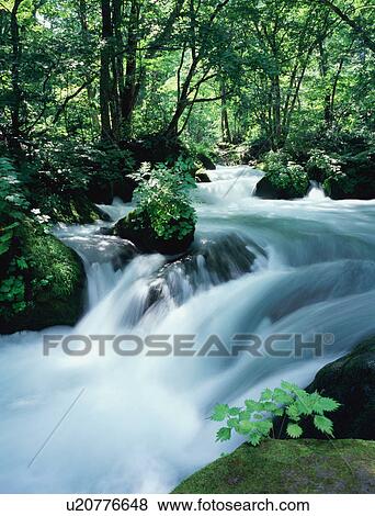 Stock Photo - Stream at Oirase in Aomori Prefecture. Fotosearch
