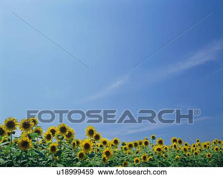 Stock Photo - Sunflowers growing in field in Yamanashi Prefecture, Japan. Fotosearch