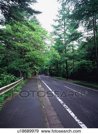 Tree lined road in Karuizawa, Nagano Prefecture, Japan View Large Photo Image Stock Photo - Tree lined road in Karuizawa, Nagano Prefecture, Japan. Fotosearch