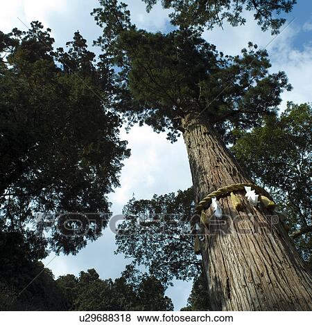 Stock Photo - Trees at shrine. Fotosearch