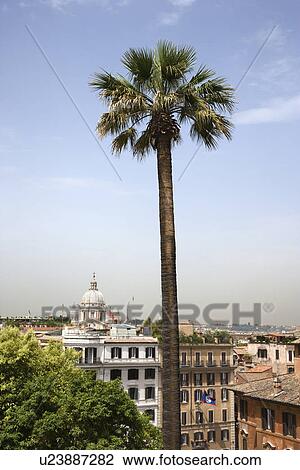 Tall palm tree with buildings in Rome, Italy. View Large Photo Image Stock Image - Tall palm tree with buildings in Rome, Italy.. Fotosearch
