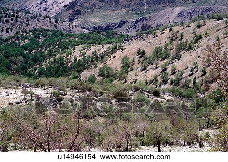 Picture - lebanon, liban, Kefraya, middle, east. Fotosearch