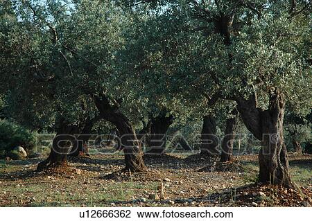 Stock Image - Lebanon, olive, tree. Fotosearch