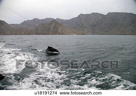 Picture - mousandam, Country, Masandam, Oman, UAE, musandam, Arabic. Fotosearch