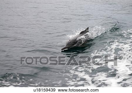 Stock Photo - mousandam, Country, Masandam, Oman, UAE, musandam, Arabic. Fotosearch