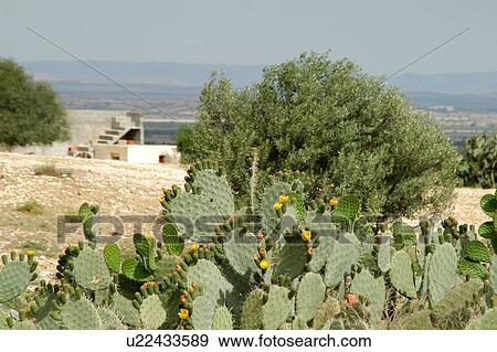 sbeitla, kasserine, Tunis, Tunisia, arabic, country View Large Photo Image Stock Photo - sbeitla, kasserine, Tunis, Tunisia, arabic, country. Fotosearch