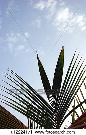 palm, dhabi, sky, blue, palace, tree, abu View Large Photo Image Stock Image - palm, dhabi, sky, blue, palace, tree, abu. Fotosearch