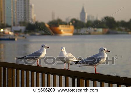 Stock Photo - Country, Sharjah, UAE, Arabic. Fotosearch