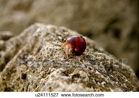 Stock Photo - Country, Sharjah, UAE, Arabic. Fotosearch