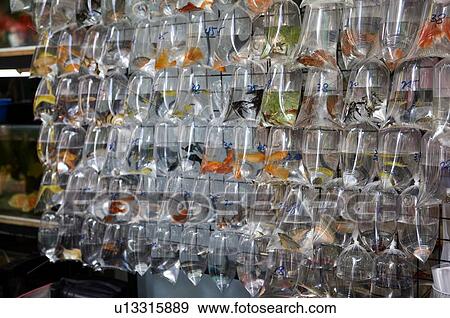 袋 の 金魚 ディスプレイの上に において 金魚 市場 上に タング Choi 通り 中に Mong Kok 香港 写真館 イメージ館 U Fotosearch