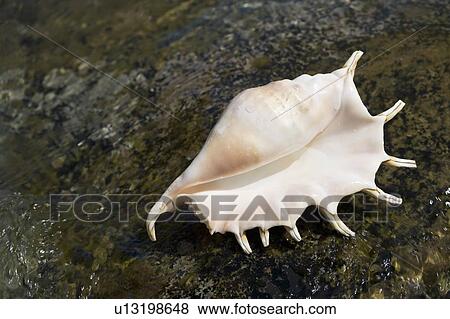 A seashell View Large Photo Image Stock Photo - A seashell. Fotosearch