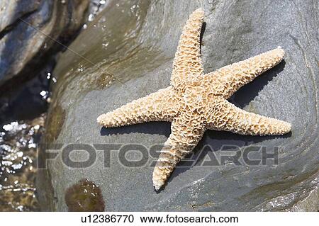 Stock Image - A starfish lying on a rock . Fotosearch