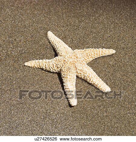 A starfish lying on a sandy beach View Large Photo Image Stock Photograph - A starfish lying on a sandy beach. Fotosearch