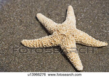 A starfish on a sandy beach View Large Photo Image Stock Photograph - A starfish on a sandy beach. Fotosearch