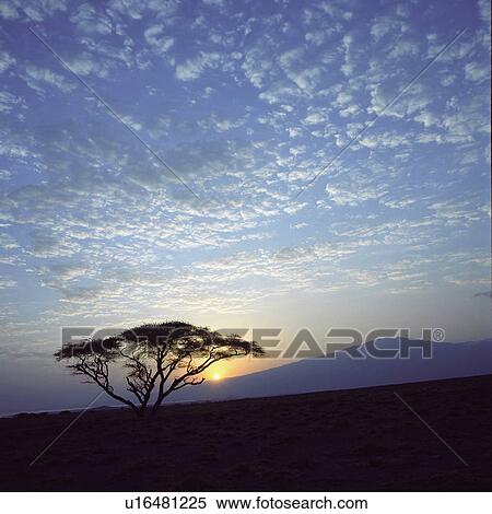 Stock Photography - Acacia tree at Lake Natron. Fotosearch