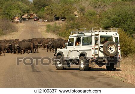 Stock Photo - Africa Safari. Fotosearch