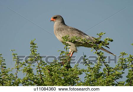 African Bird View Large Photo Image Stock Image - African Bird. Fotosearch