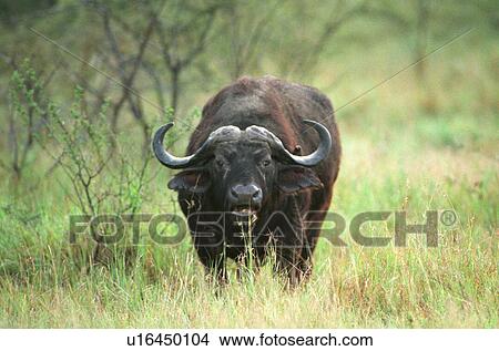African Buffalo View Large Photo Image Picture - African Buffalo. Fotosearch