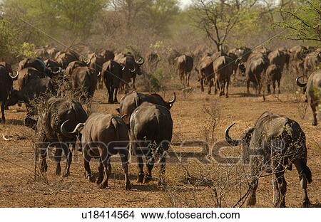 Picture - African Buffalo. Fotosearch