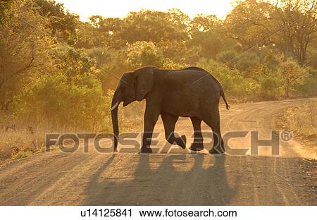Stock Image - African Elephant. Fotosearch