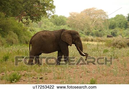 African Elephant View Large Photo Image Stock Image - African Elephant. Fotosearch