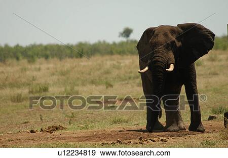 Stock Photo - African Elephant. Fotosearch