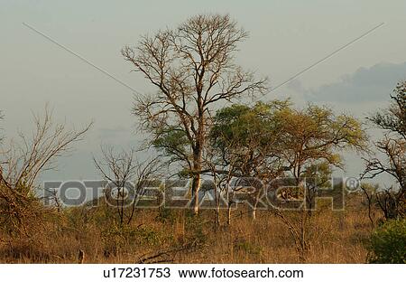 Stock Image - African Landscape. Fotosearch