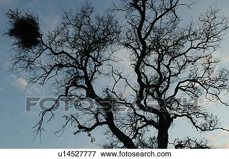 Stock Photo - African Landscape. Fotosearch