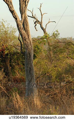 Stock Photo - African Landscape. Fotosearch