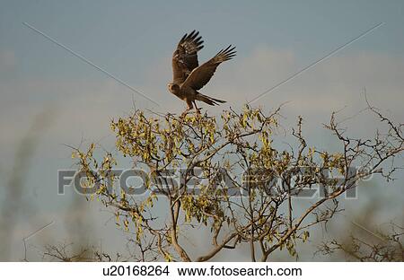Picture - Birds. Fotosearch