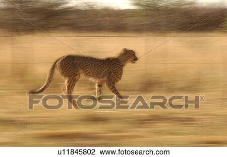 Cheetah View Large Photo Image Stock Image - Cheetah. Fotosearch