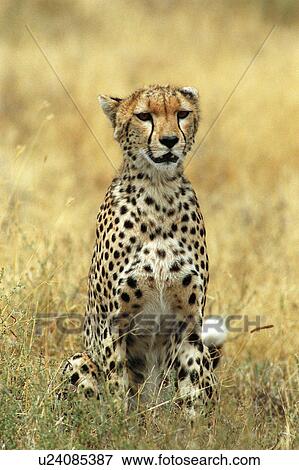 Stock Photo - Cheetah. Fotosearch