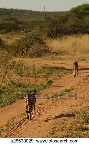 Cheetah View Large Photo Image Stock Photo - Cheetah. Fotosearch