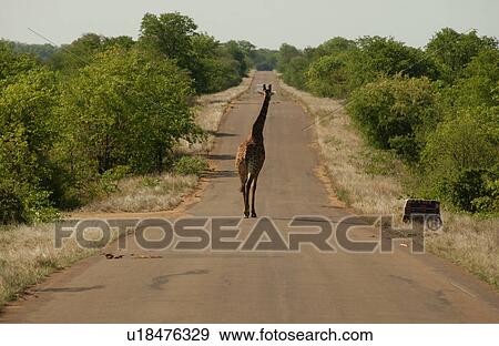 Stock Photo - Giraffe. Fotosearch