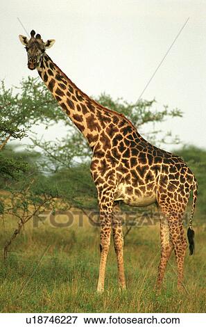Giraffe View Large Photo Image Stock Photo - Giraffe. Fotosearch