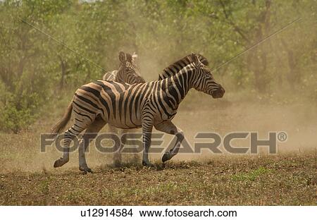 Picture - Kruger National Park, South Africa - Zebra. Fotosearch