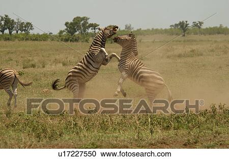 Kruger National Park, South Africa - Zebra View Large Photo Image Stock Image - Kruger National Park, South Africa - Zebra. Fotosearch