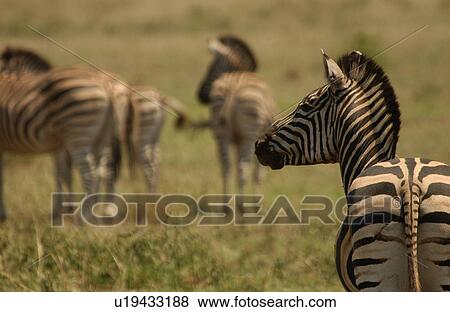 Stock Photo - Kruger National Park, South Africa - Zebra. Fotosearch