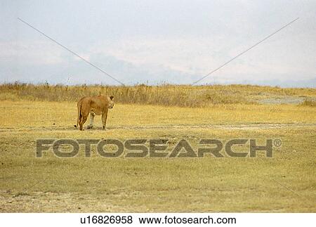Stock Photo - Lionness Hunting. Fotosearch