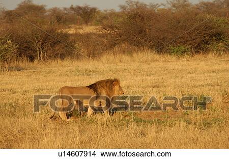 Lions View Large Photo Image Picture - Lions. Fotosearch
