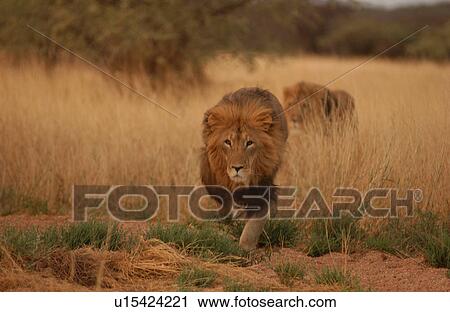 Lions View Large Photo Image Stock Image - Lions. Fotosearch
