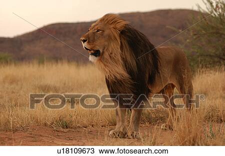 Stock Image - Lions. Fotosearch