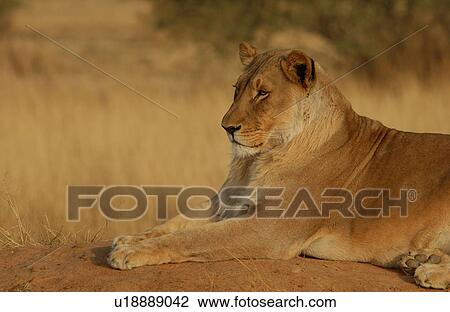 Lions View Large Photo Image Stock Image - Lions. Fotosearch