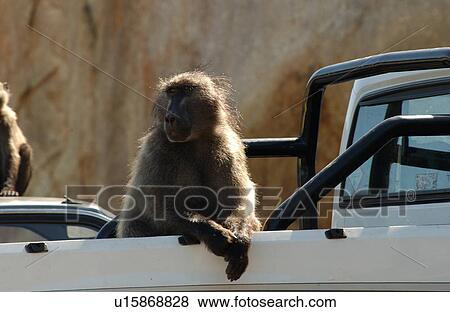 Stock Photo - Monkey in Truck. Fotosearch