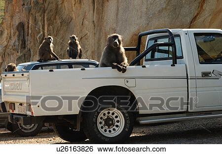 Monkeys on Vechiles View Large Photo Image Stock Photograph - Monkeys on Vechiles. Fotosearch