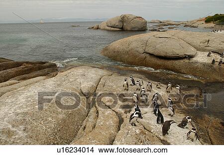 Penguins View Large Photo Image Picture - Penguins. Fotosearch