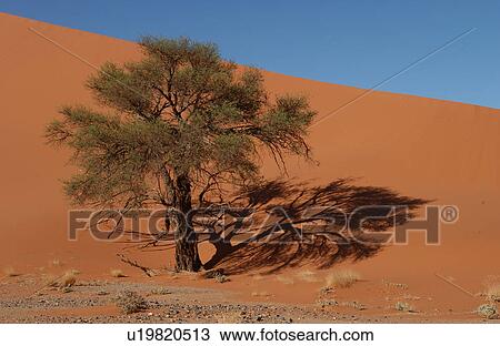Stock Image - Sand Dunes of Sossusvlei - Namib desert, Namibia. Fotosearch